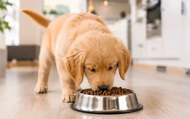 puppy eating from bowl golden retriever puppy eating from bowl — puppy feeding schedule by age guide