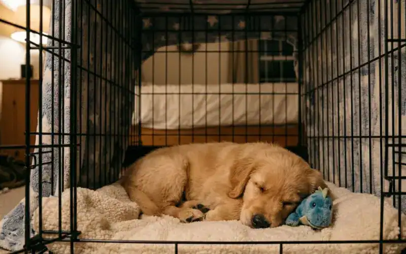 puppy sleeping in crate golden retriever puppy sleeping peacefully in crate at night