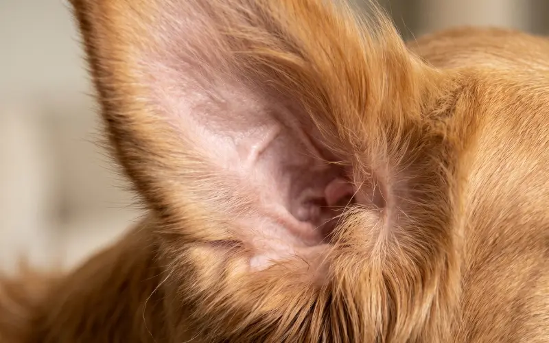 dog-ear-anatomy-clean-healthy healthy dog ear anatomy close up clean