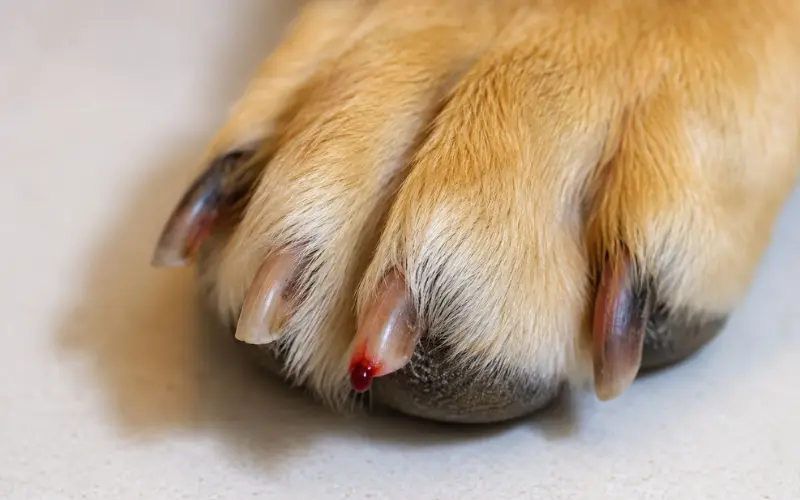 dog nail anatomy showing quick