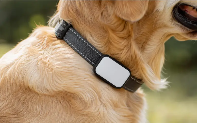 close up of GPS tracker attached to dog collar