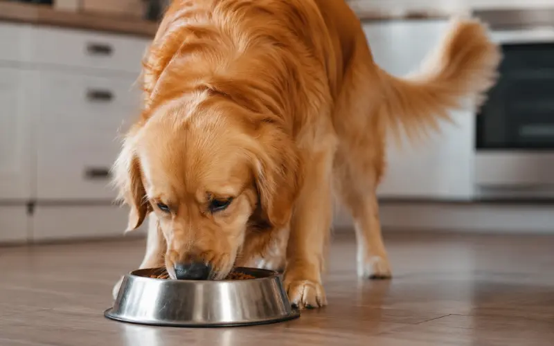 healthy dog eating sensitive stomach formula food happily