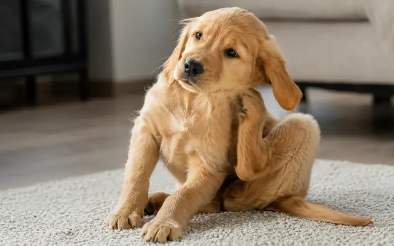 puppy scratching ear showing food allergy symptoms