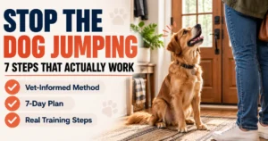 Dog Jumping Training, How to Stop a Dog From Jumping on People (2026)